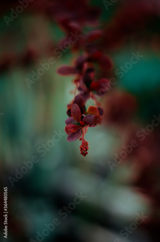 Barberry, branch of barberry with bright purple leaves closeup on a colored background (Berberys Thunberga, Berberis Thunbergii) - soft focus