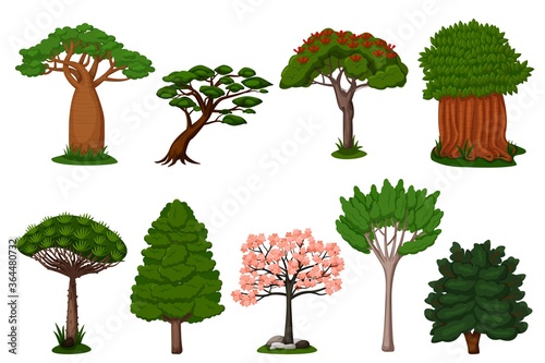 Summer trees set. Isolated dragon, baobab, sakura tree plant icon collection. Vector exotic summer natural flora trees of Africa illustration