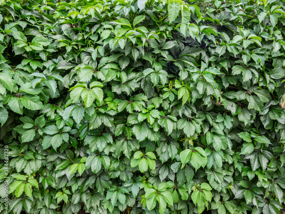 Green virginia creeper leaves (Parthenocissus tricuspidata) Green virginia creeper leaves (Parthenocissus tricuspidata)