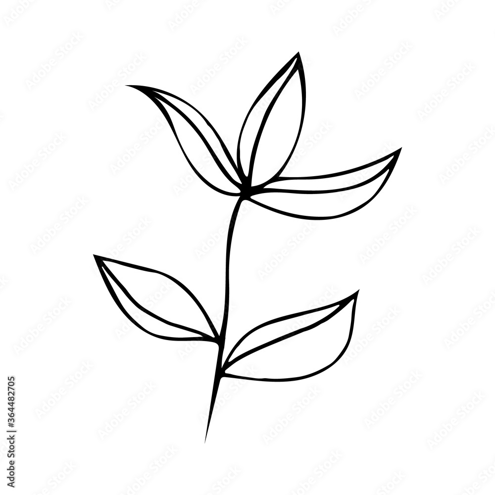 Cute hand drawn single leaf of realistic herb plant. Traditional hand drawn spring flowers in ink style. Cute hand drawn single leaf of realistic herb plant. Traditional hand drawn spring flowers in ink style.