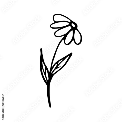 Cute single hand drawn herbal elements. Doodle vector illustration for wedding design, logo and greeting card. Traditional hand drawn spring flowers in ink style.