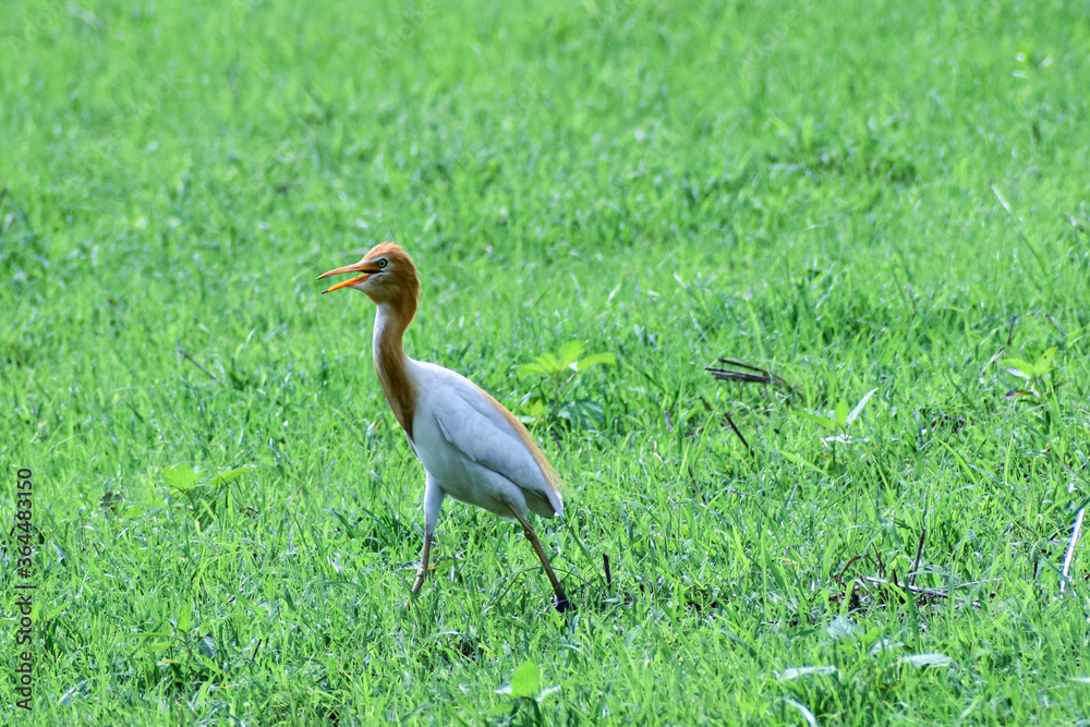 Fototapeta premium white and golden heron