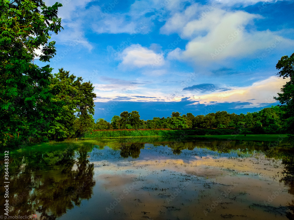 View of greenry alongside of paddy fields. assam View of greenry alongside of paddy fields. assam