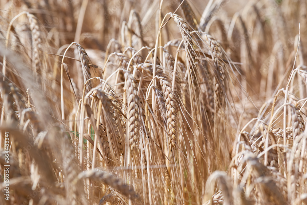 Fototapeta premium Golden wheat field in summer - close up