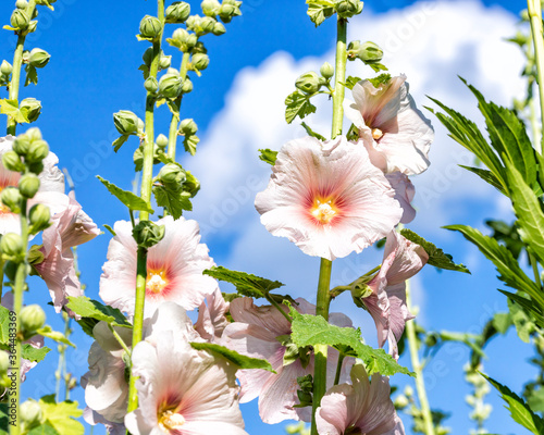 Fotografie Pink flowers wild mallow
tuberose  hollyhock close up  selective focus blue sky