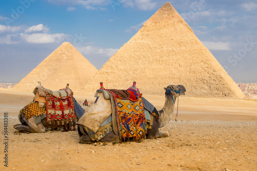 Camel Giza Piramids. close up of a camel s head at the pyramids near cairo  egypt. A camel peacefully resting with the Giza Piramids as background.