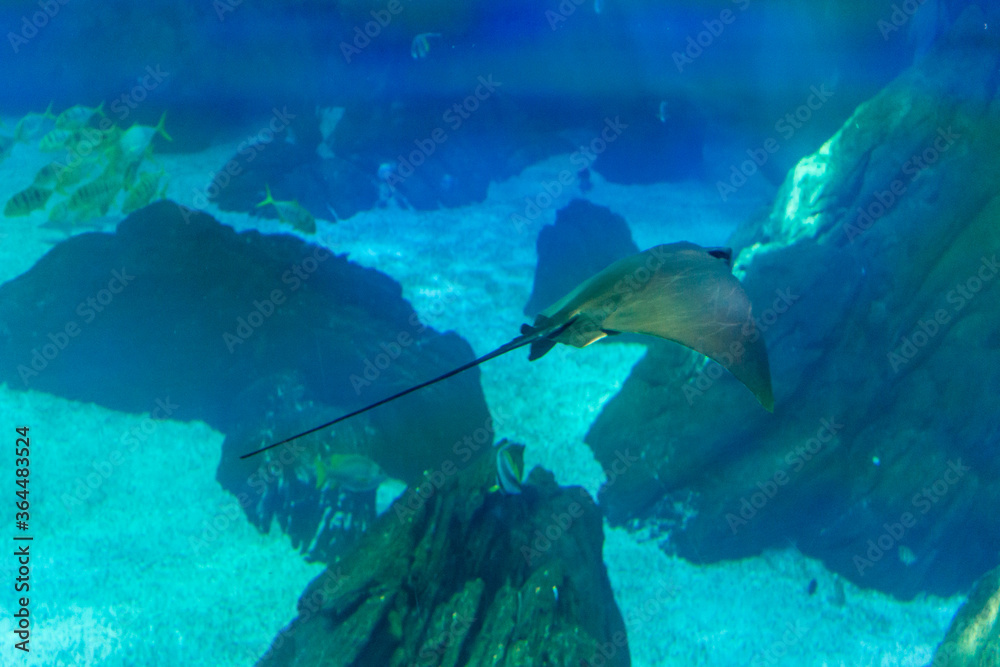 Fototapeta premium Lisboa Lisbon aquarium, capital of Portugal 
