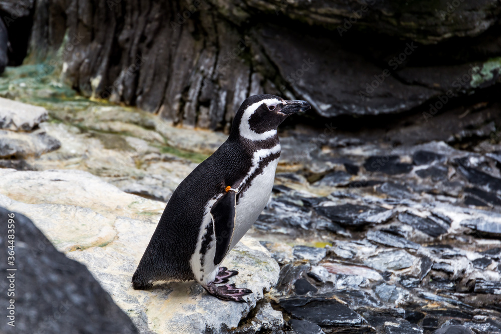 Naklejka premium Lisboa Lisbon aquarium, capital of Portugal