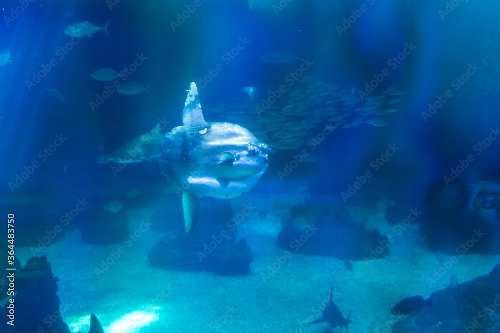 Lisboa Lisbon aquarium, capital of Portugal Lisboa Lisbon aquarium, capital of Portugal