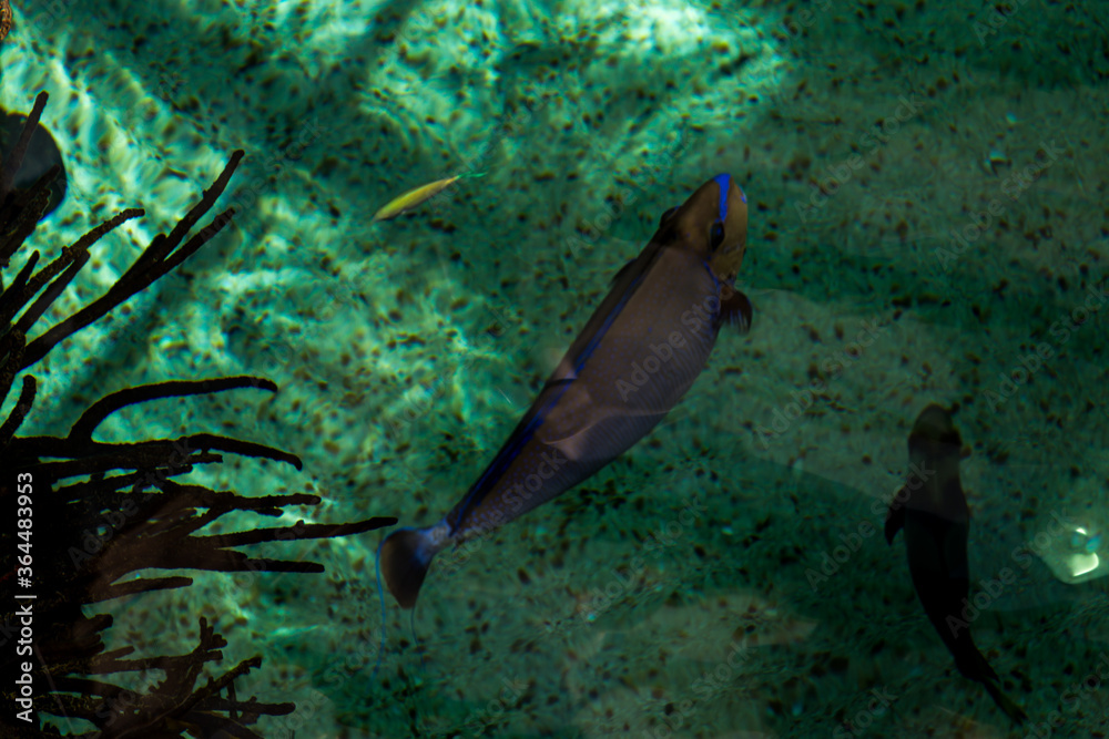 Fototapeta premium Lisboa Lisbon aquarium , Oceanário de Lisboa