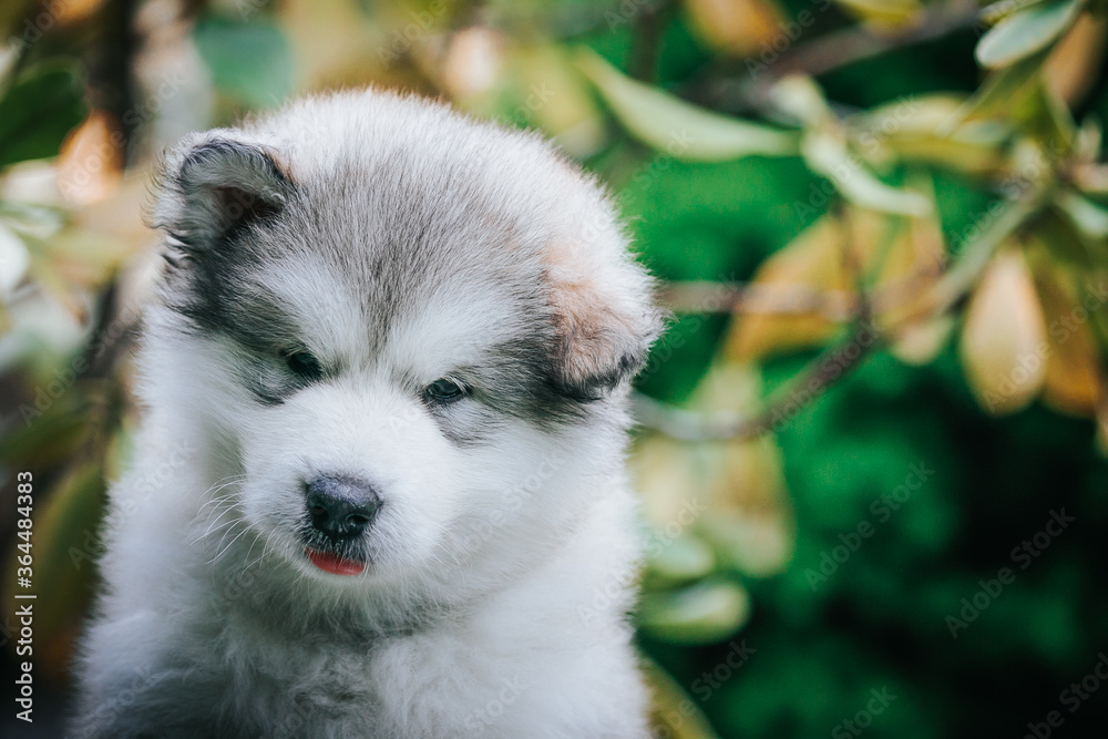 Fototapeta premium happy alaskan malamute puppies posing outside. Super cute puppies posing.