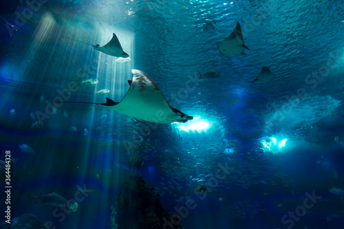 Lisboa Lisbon  aquarium , Oceanário de Lisboa