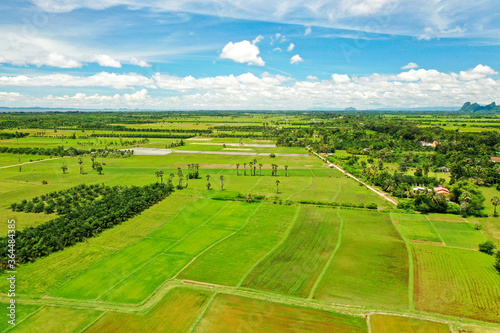 Green rice fields of southern Thailand