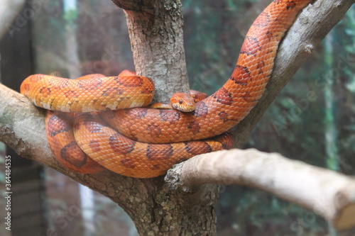 snake in the tree