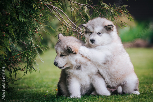 Foto happy alaskan malamute puppies posing outside