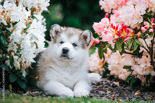 happy alaskan malamute puppies posing outside. Super cute puppies posing.	 photo