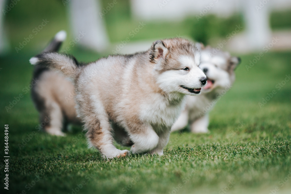 Fototapeta premium happy alaskan malamute puppies posing outside. Super cute puppies posing.