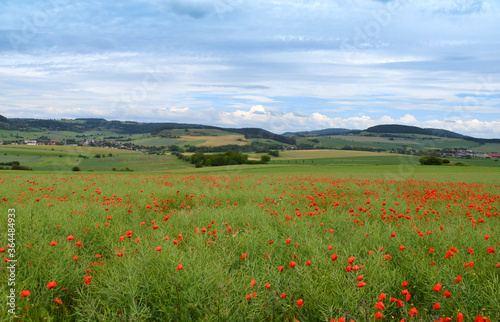 Rapsfeld mit Mohnblumen in der Rh  n