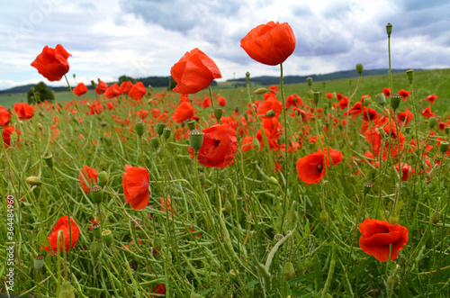 Rapsfeld mit Mohnblumen in der Rh  n