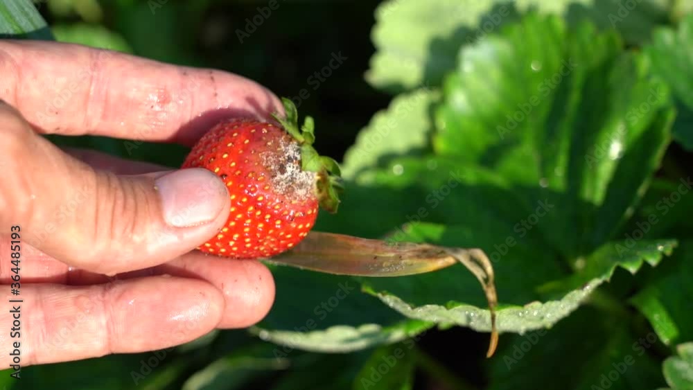 Rotten Strawberry. Tear off the rotten berry of garden strawberries from the bush. Disease of the fruit in the garden. The gardener with chagrin discovers that a ripe large berry of garden strawberry Rotten Strawberry. Tear off the rotten berry of garden strawberries from the bush. Disease of the fruit in the garden. The gardener with chagrin discovers that a ripe large berry of garden strawberry