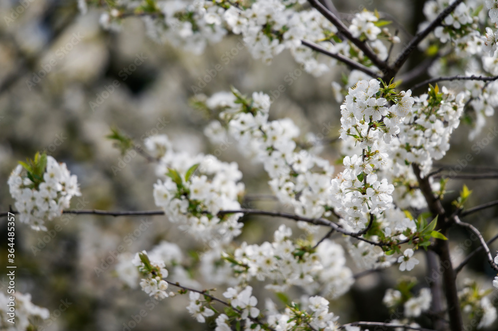 White cherry blossoms on the tree.
White cherry blossoms on the tree.