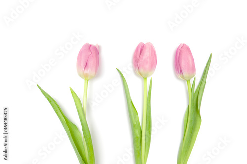 Wonderful pink tulips on a white background.