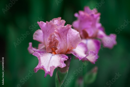 Beautiful pink iris flowers grow in the garden.