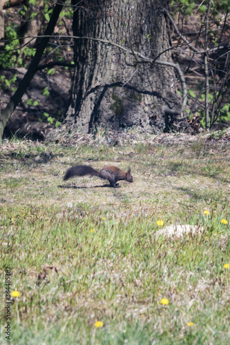 Bouncing brown squirrel near the forest.
