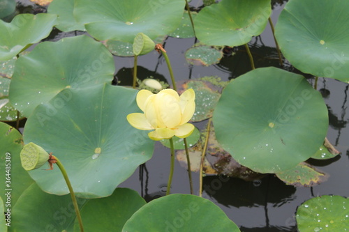 white water lily