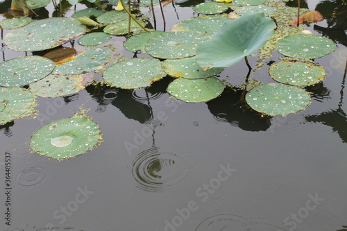 Rain on Lily Pads