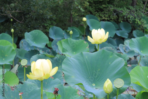 water lilies in the pond