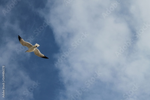 Bird in Flight
