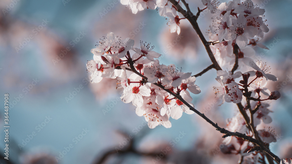 Kirschblüten Kirschblüten