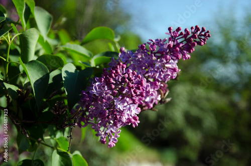 purple lilac flowers