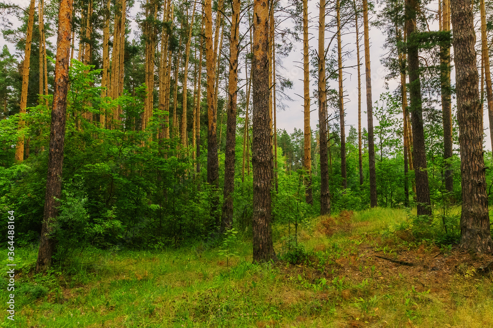Coniferous forest in summer day