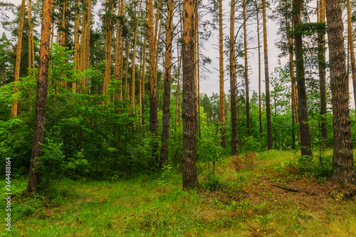 Coniferous forest in summer day