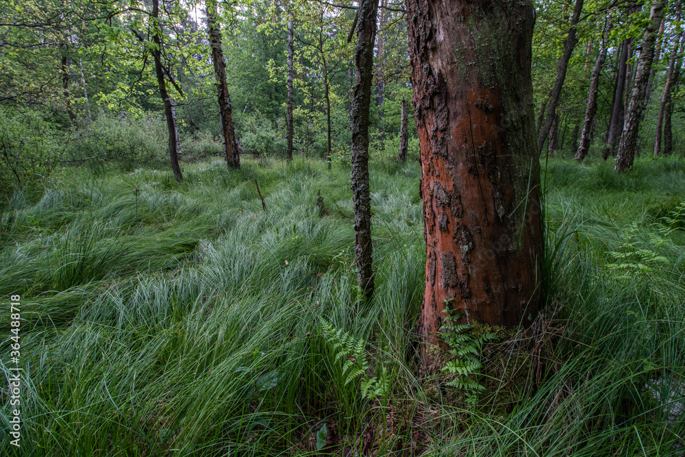 Fototapeta premium Leśne trawy