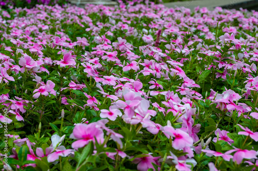 Pink spout blossoms in the garden.Madagascar periwinkle or Rose periwinkle,West indian periwinkle in garden