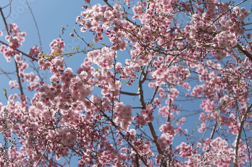 Cherry Blossoms in Bloom