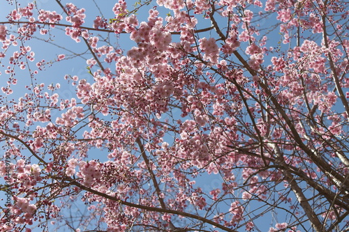 Cherry Blossoms in Bloom