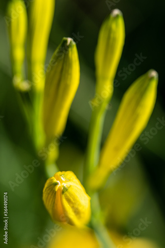 Pąki kwiatu liliowca photo