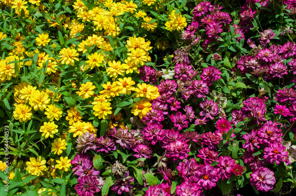 Flower arranging, environmental responsibility and beauty through community involvement.Yellow and pink split flower arrangement