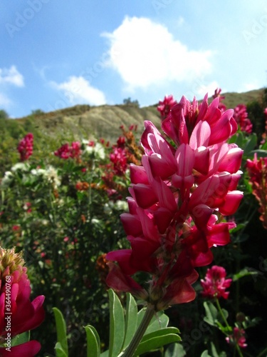 Vertical closeup shot of Sulla flower and plant, Hedysarum coronarium, in the Maltese countryside photo