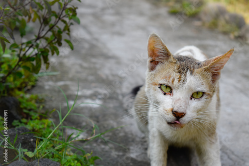 portrait of a cat