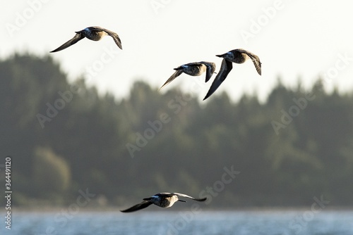 Beautiful  Eurasian whimbrel birds with the long beaks flying over the sea photo