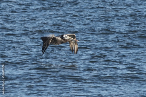 Fototapet Pelican bird with the long beak lying on the wavy sea