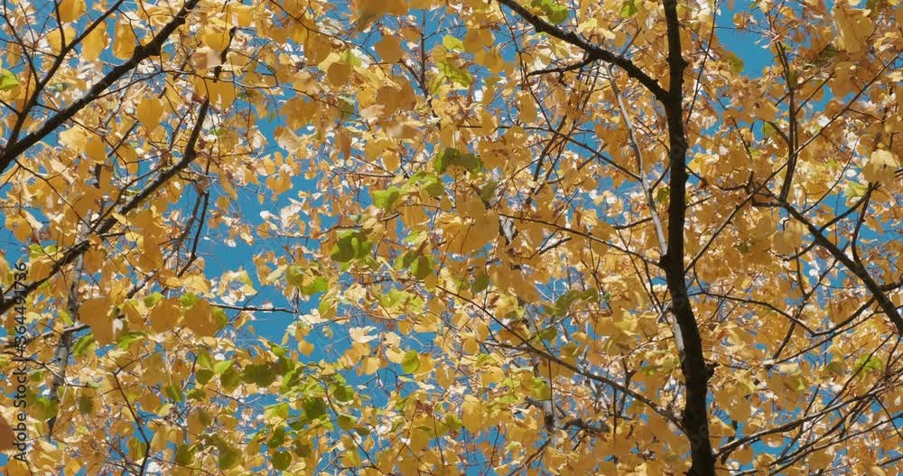 Pattern of yellow autumn leaves on blue sky sway from light wind infall on sunny day. Bright autumn mood. Warm orange sun light Pattern of yellow autumn leaves on blue sky sway from light wind infall on sunny day. Bright autumn mood. Warm orange sun light