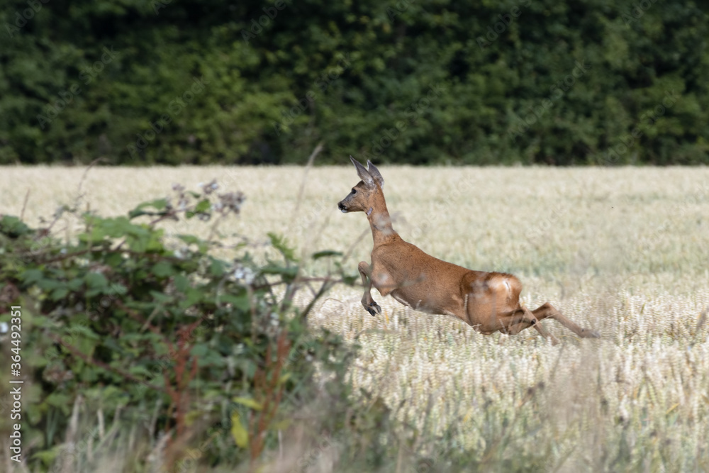 Female European Roe Deer (Capreolus capreolus) running through a field of wheat Female European Roe Deer (Capreolus capreolus) running through a field of wheat