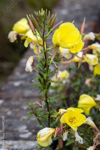 Yellow flowers of large-flowered Evening Primrose (Oenothera glazioviana) and buds on stem photo