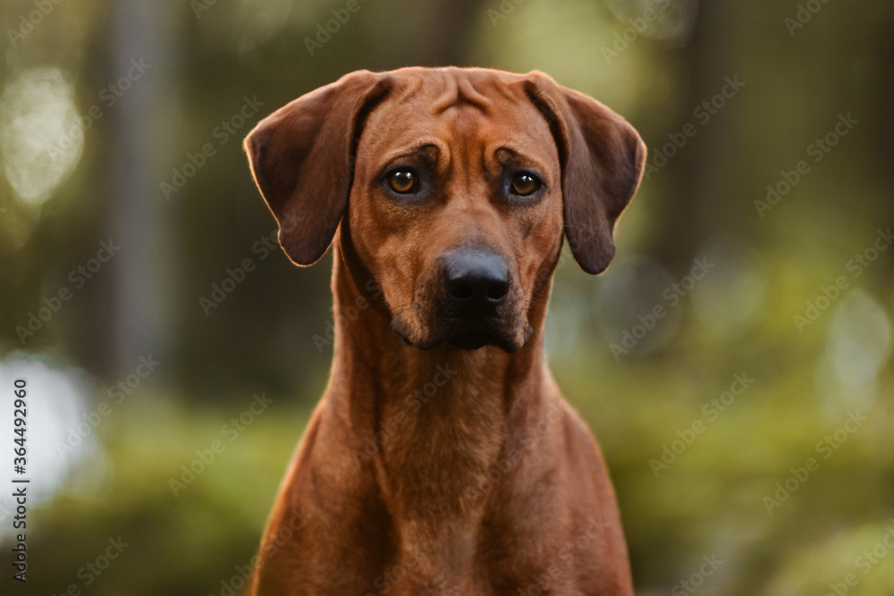 Adorable Rhodesian Ridgeback close up portrait in forest
